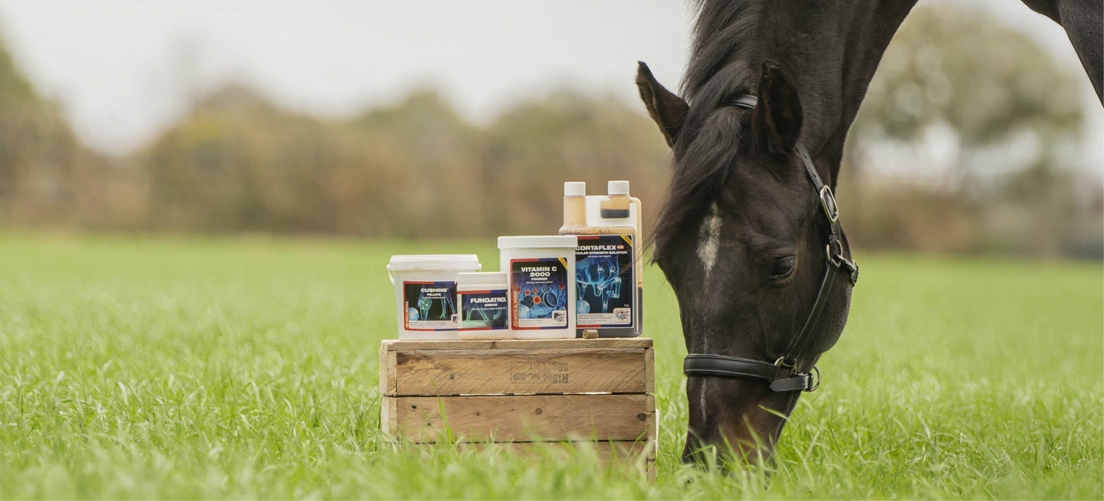 Pronto per la nuova stagione? I prodotti primaverili ed estivi di Equine America