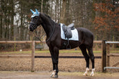 Showtime Sottosella Spring Dressage Azzurro Showtime Sottosella Spring Dressage Azzurro