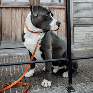 Kentucky Dogwear Halsband Velvet Arancia Kentucky Dogwear Halsband Velvet Arancia