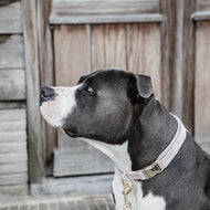 Kentucky Dogwear Halsband Velvet Soft Rose Kentucky Dogwear Halsband Velvet Soft Rose