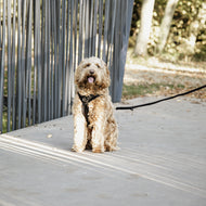 Kentucky Dogwear Guinzaglio per Cane Velvet Nero Kentucky Dogwear Guinzaglio per Cane Velvet Nero