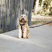 Kentucky Dogwear Guinzaglio per Cane Velvet Nero Kentucky Dogwear Guinzaglio per Cane Velvet Nero