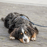 Kentucky Dogwear Guinzaglio per Cane Velvet Navy Kentucky Dogwear Guinzaglio per Cane Velvet Navy