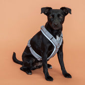 Kentucky Dogwear Imbracatura Active Reflective Grigio Kentucky Dogwear Imbracatura Active Reflective Grigio