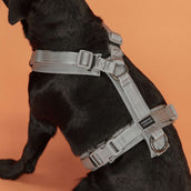 Kentucky Dogwear Imbracatura Active Reflective Grigio Kentucky Dogwear Imbracatura Active Reflective Grigio