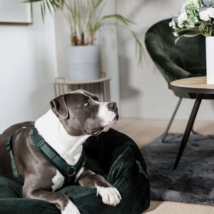 Kentucky Dogwear Imbracatura Active Velvet Pine Green Kentucky Dogwear Imbracatura Active Velvet Pine Green