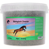 Vanilia Alga islandese Vanilia Alga islandese