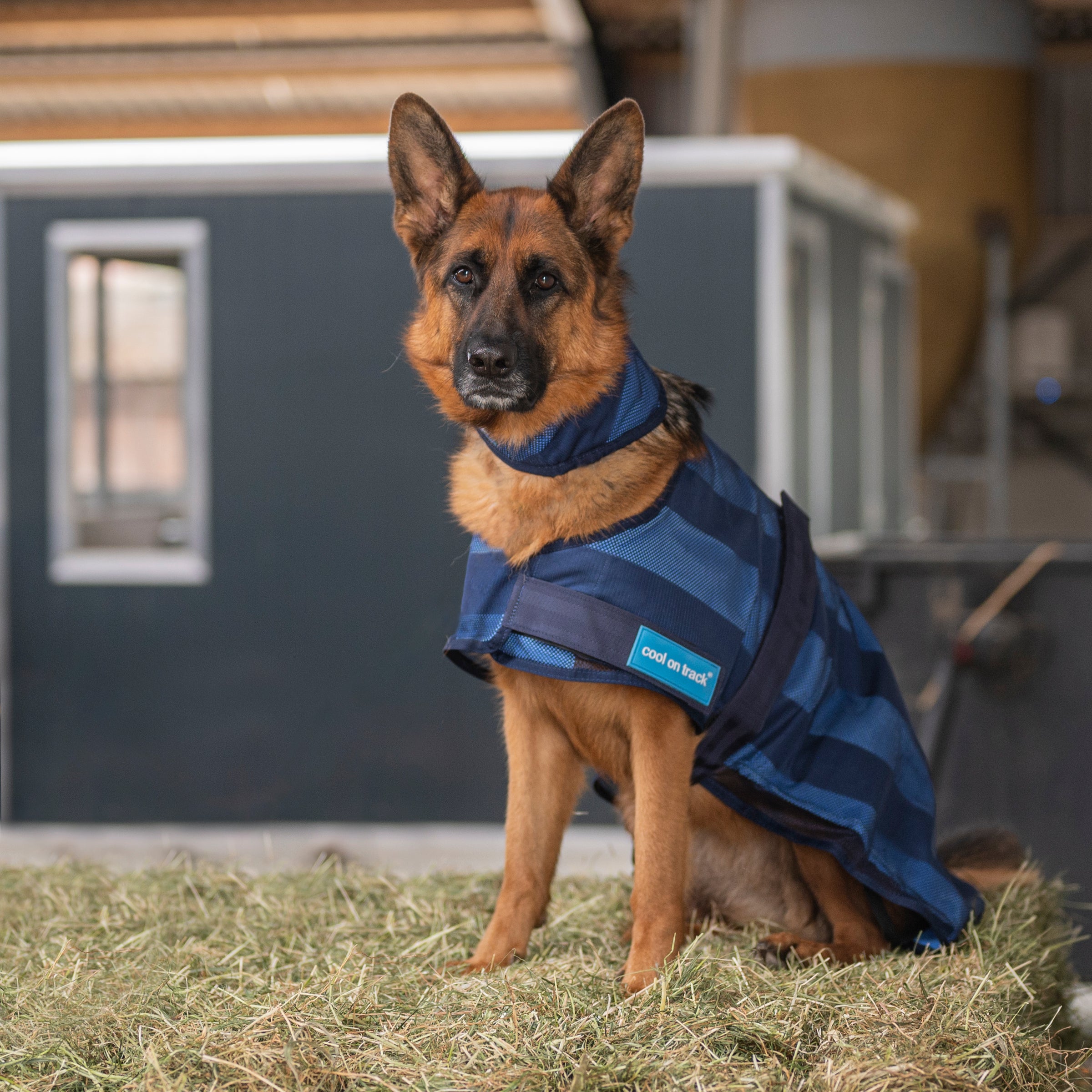 Animali domestici Animali domestici