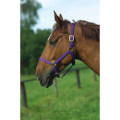 Norton Capezzina Viola Norton Capezzina Viola