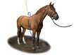 Equine Legcooler Supporto Respiratorio Bronchix Liq