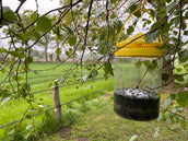 Knock Off Trappola per Mosche Knock Off Trappola per Mosche