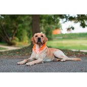 Kerbl Collare LED Ricaricabile Maxi Safe Rosso Kerbl Collare LED Ricaricabile Maxi Safe Rosso