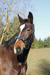 Kerbl Cavezzone Exklusiv Nero Kerbl Cavezzone Exklusiv Nero