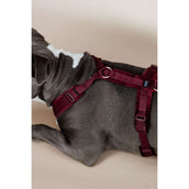 Kentucky Dogwear Imbracatura Active Velvet Bordeaux Kentucky Dogwear Imbracatura Active Velvet Bordeaux