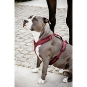 Kentucky Dogwear Imbracatura Active Velvet Bordeaux Kentucky Dogwear Imbracatura Active Velvet Bordeaux