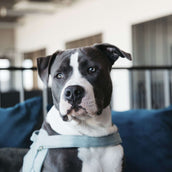 Kentucky Dogwear Imbracatura Body Safe Azzurro Kentucky Dogwear Imbracatura Body Safe Azzurro