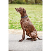 WeatherBeeta Dog Collar Elegance Nero WeatherBeeta Dog Collar Elegance Nero