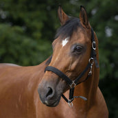 Norton Capezzina Nero Norton Capezzina Nero