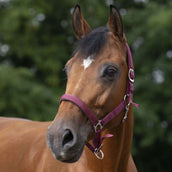 Norton Capezzina Bordeaux Norton Capezzina Bordeaux