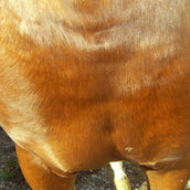 Animaderm Crema Idratante Cutene Animaderm Crema Idratante Cutene