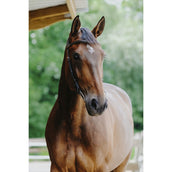 Norton Briglia Freedom L'Avana Norton Briglia Freedom L'Avana