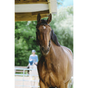 Norton Briglia Freedom L'Avana Norton Briglia Freedom L'Avana