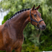 Equestrian Stockholm Capezzina Line Nero Equestrian Stockholm Capezzina Line Nero