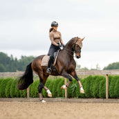 Equestrian Stockholm Sottosella Line Dressage Champagne Equestrian Stockholm Sottosella Line Dressage Champagne