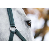 Amigo Cavezza e corda Dynasty Green Amigo Cavezza e corda Dynasty Green
