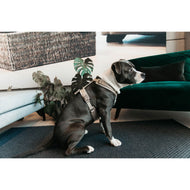 Kentucky Dogwear Imbracatura Active Velvet Beige Kentucky Dogwear Imbracatura Active Velvet Beige