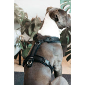 Kentucky Dogwear Imbracatura Active Velvet Nero Kentucky Dogwear Imbracatura Active Velvet Nero