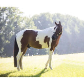 Kentucky Horsewear Rilassa il cavallo giocattolo Kentucky Horsewear Rilassa il cavallo giocattolo