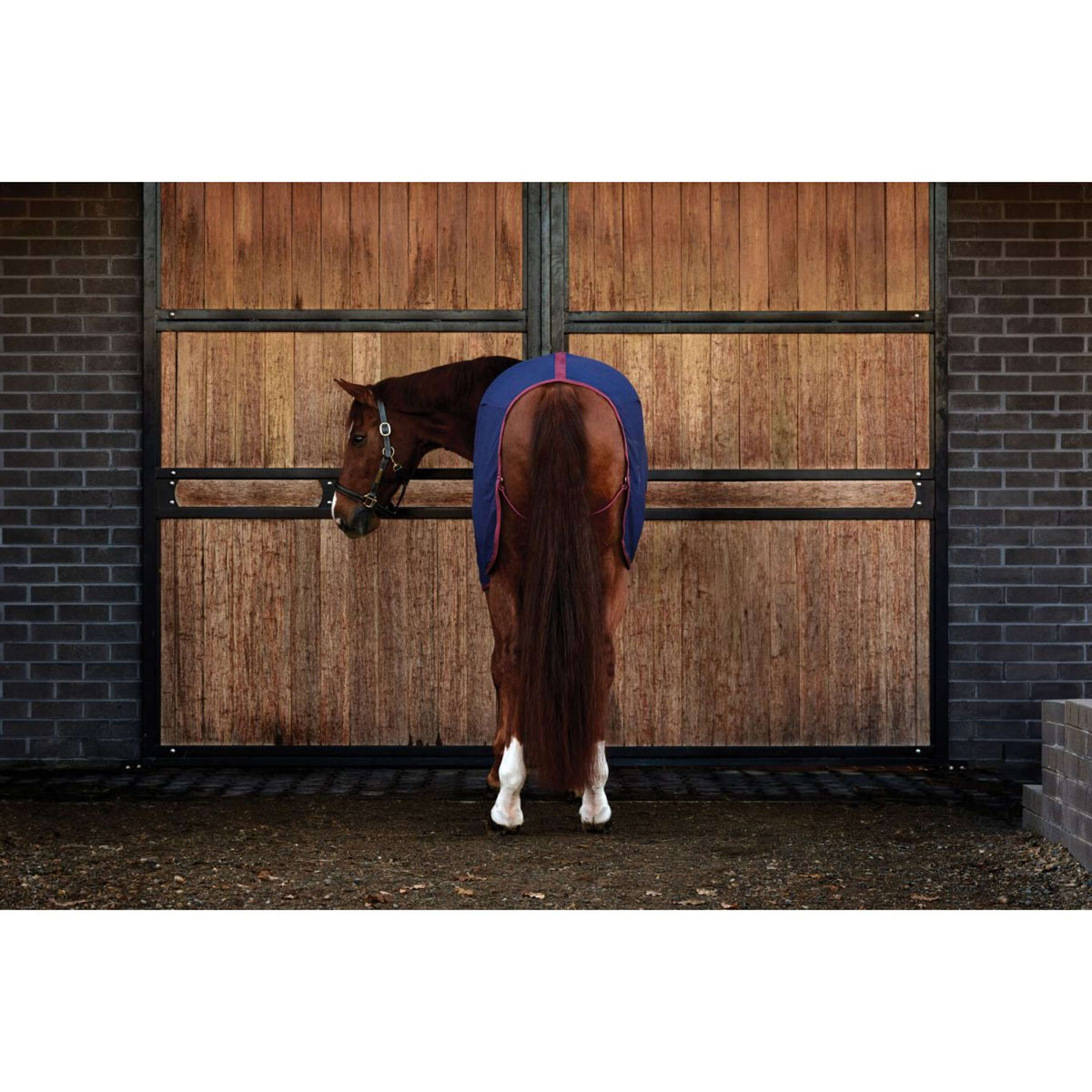 Weatherbeeta Cooler Cotton Sheet Standard Neck Navy/Burgundy Weatherbeeta Cooler Cotton Sheet Standard Neck Navy/Burgundy