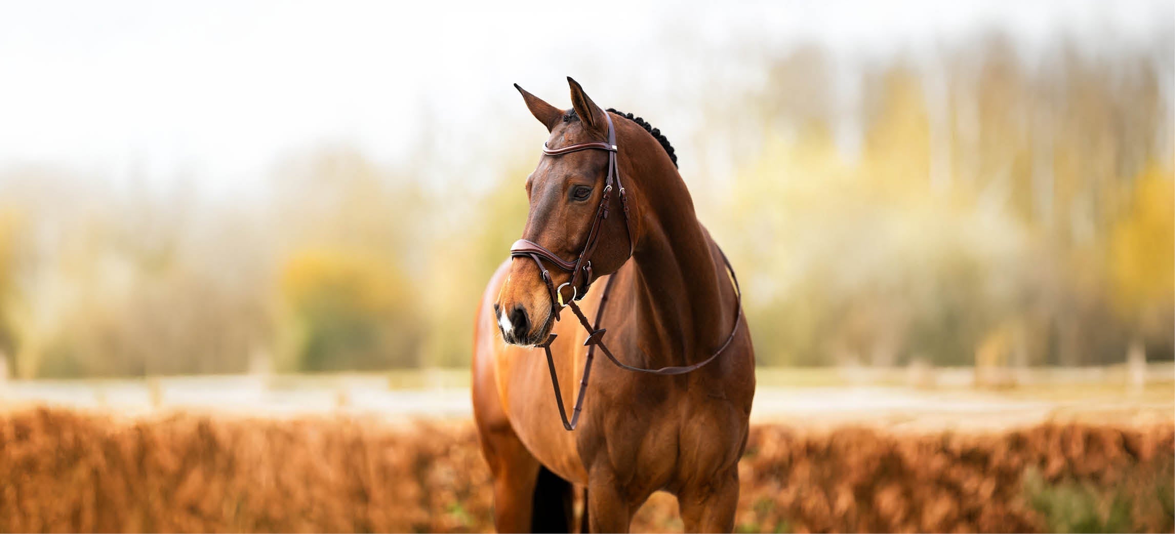 Quale briglia BR è adatta a te e al tuo cavallo?