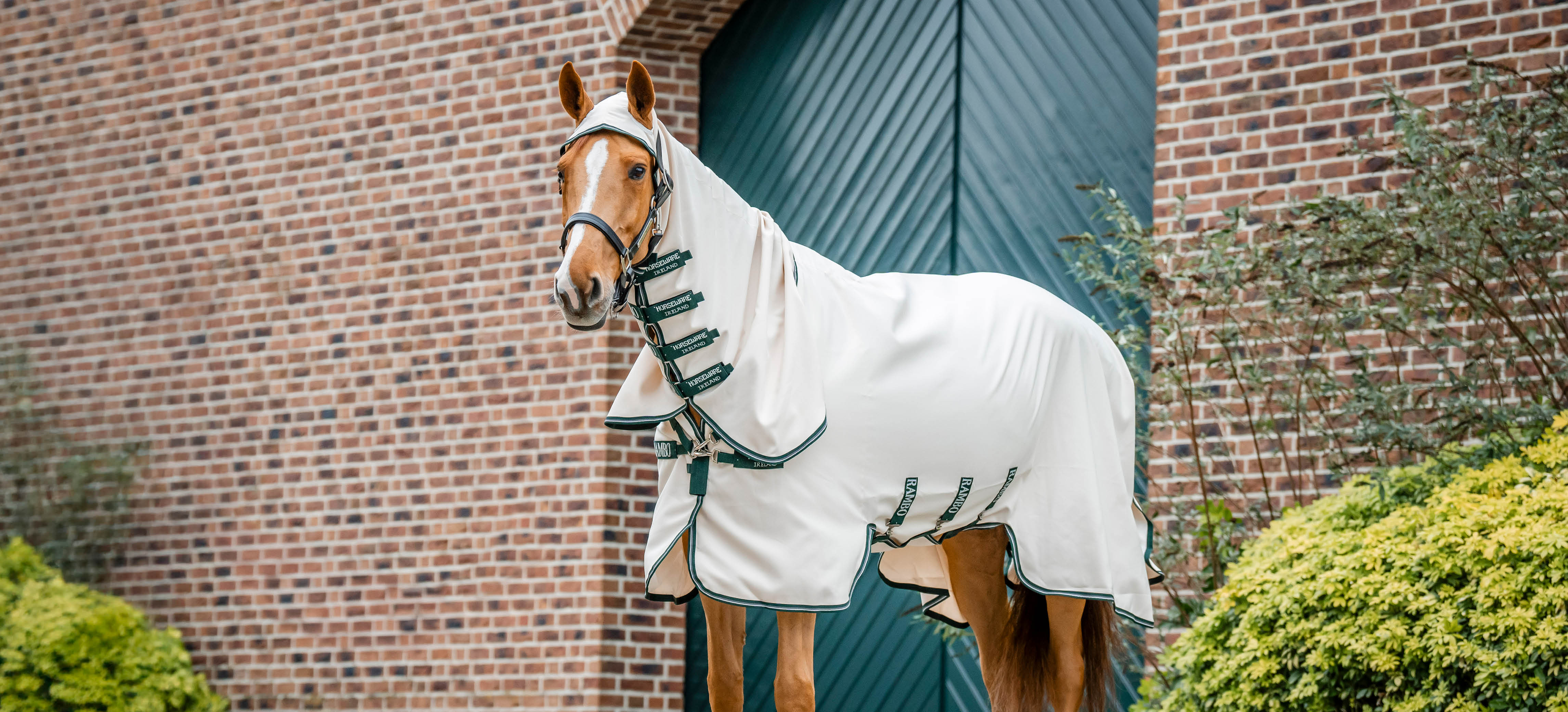 Coperta per l’eczema: come scegliere quella giusta per il tuo cavallo
