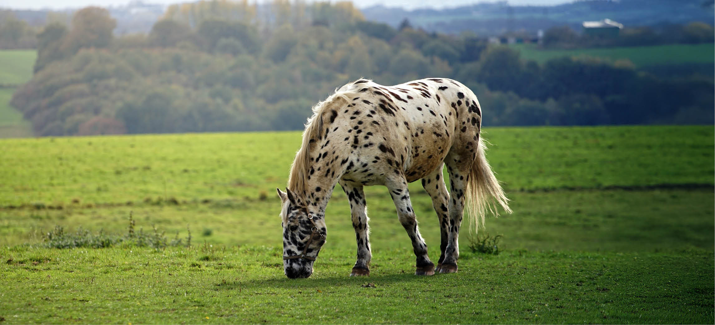 Vitamine per cavalli: tutto quello che devi sapere
