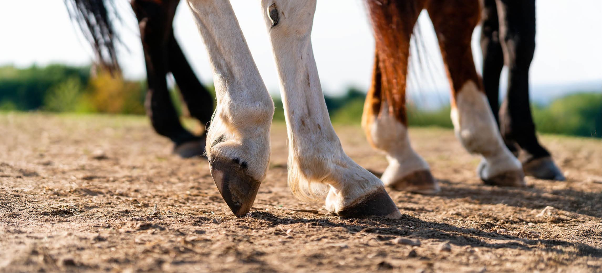 Cavallo zoppo: quanto riposo e ragionevole?
