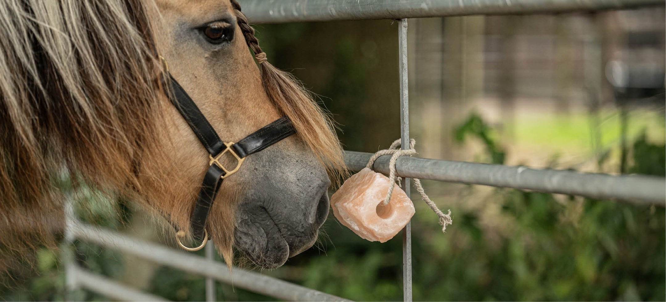 Minerali per cavalli: i mattoni di un cavallo sano