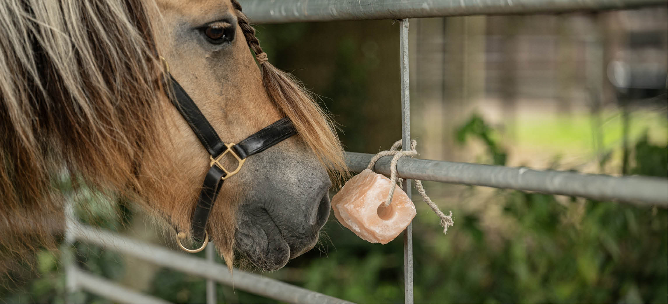 Minerali per cavalli: i mattoni di un cavallo sano