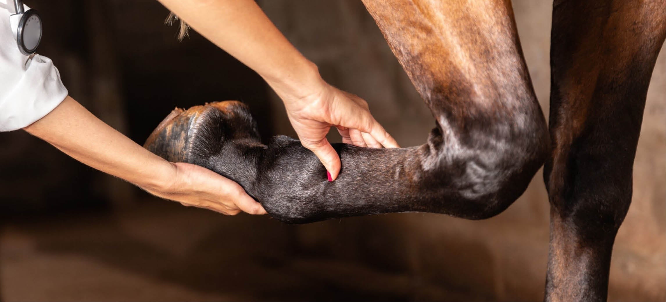 Cavallo zoppo: cosa fare e quando chiamare il veterinario