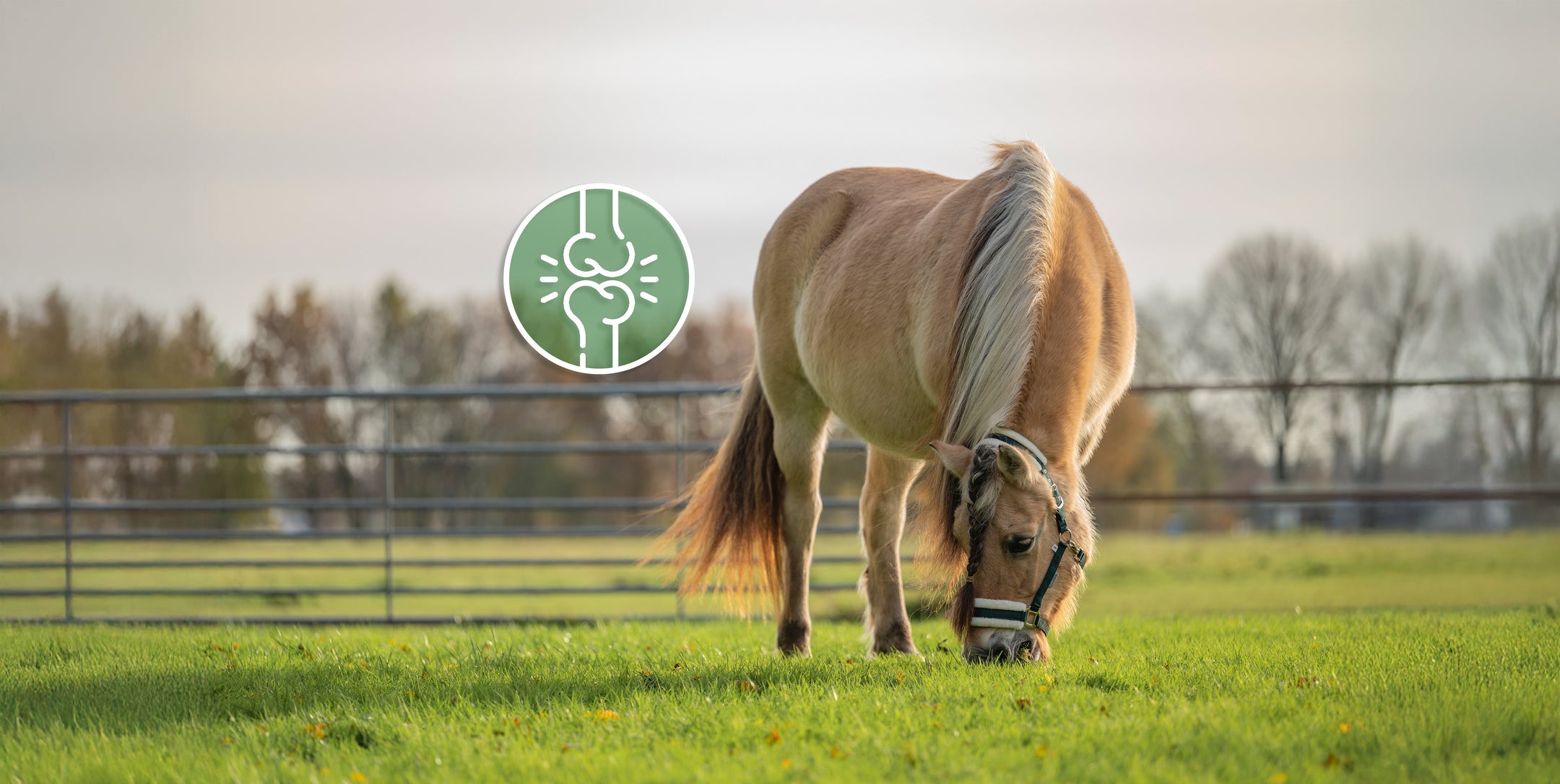 Articolazioni sane e flessibili in un cavallo