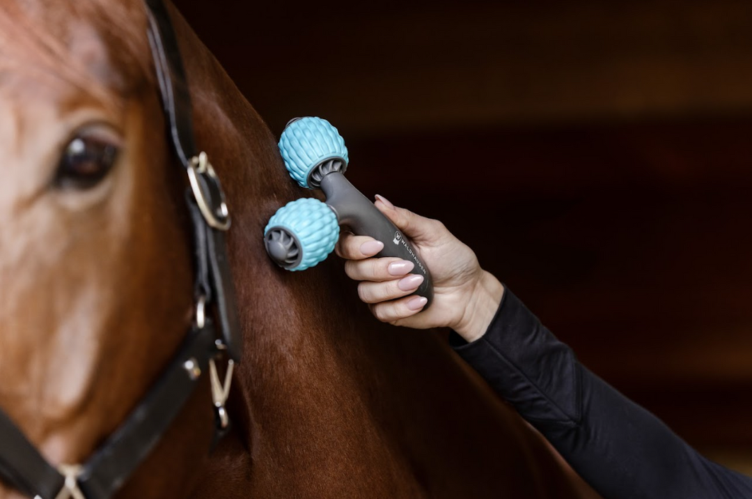 Recupero e benessere del cavallo: riscopri il relax con Waldhausen Health + Care