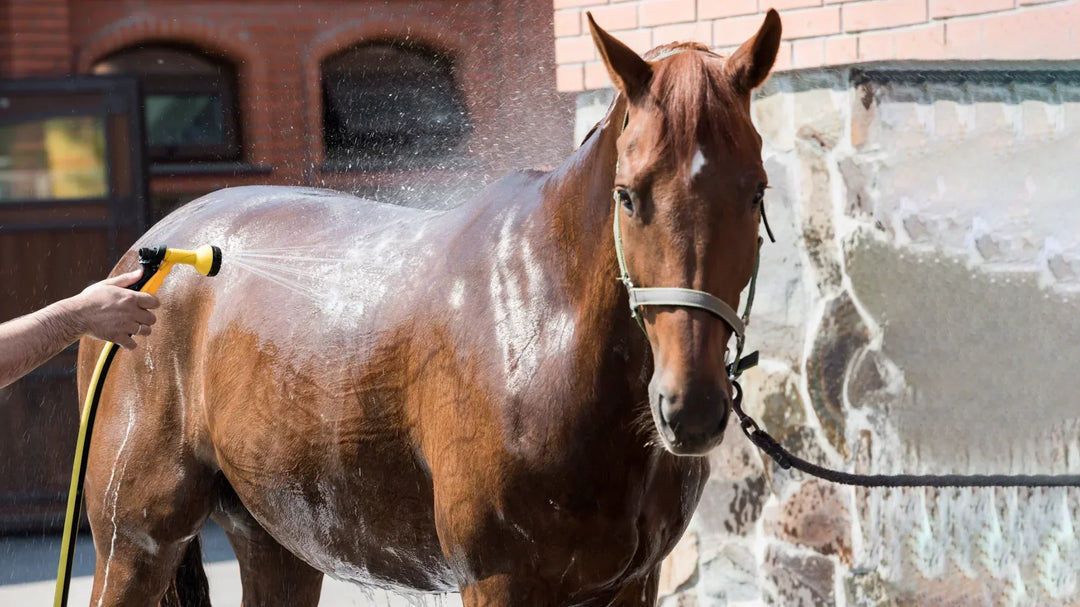 Come prevenire lo stress da calore nel tuo cavallo