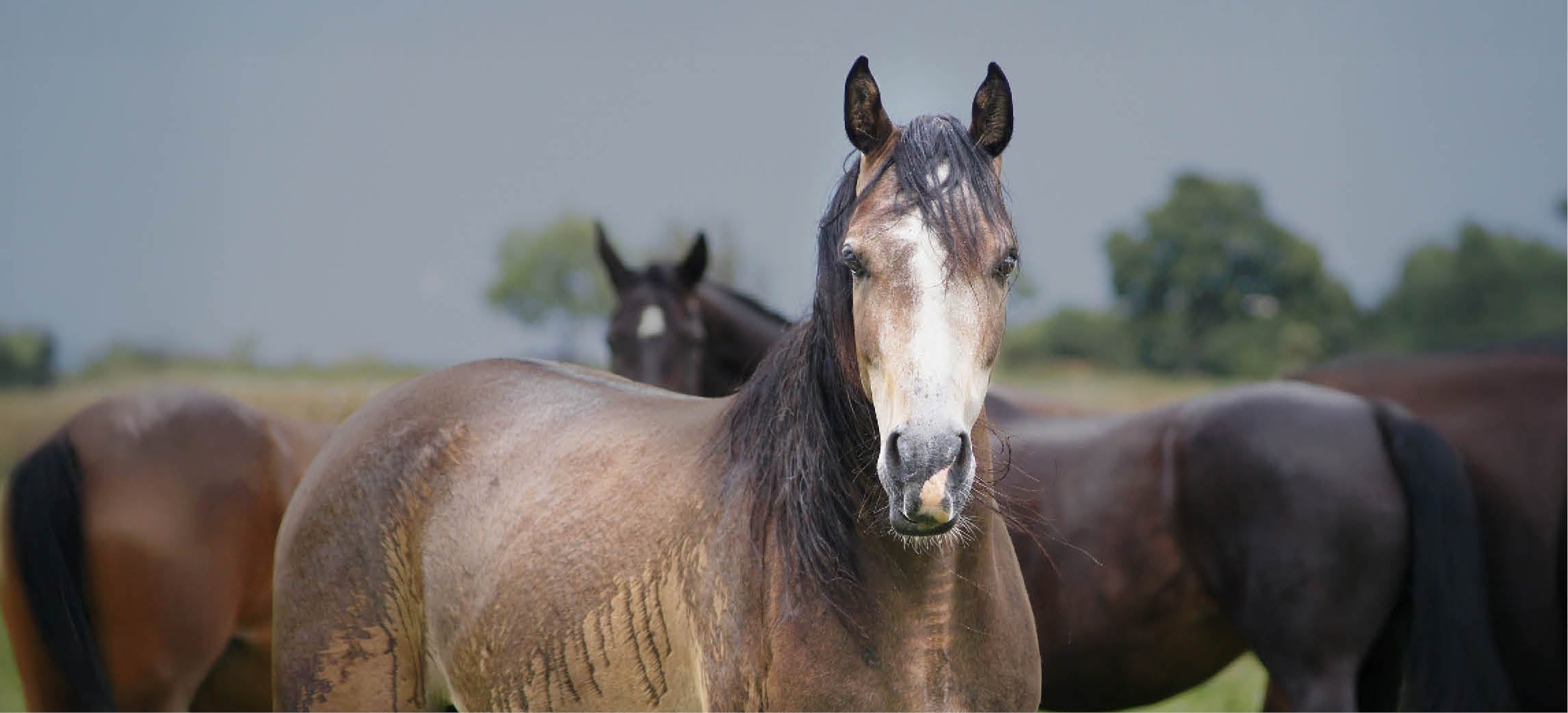 Il tuo cavallo trema sotto la pioggia? Ecco cosa puoi fare