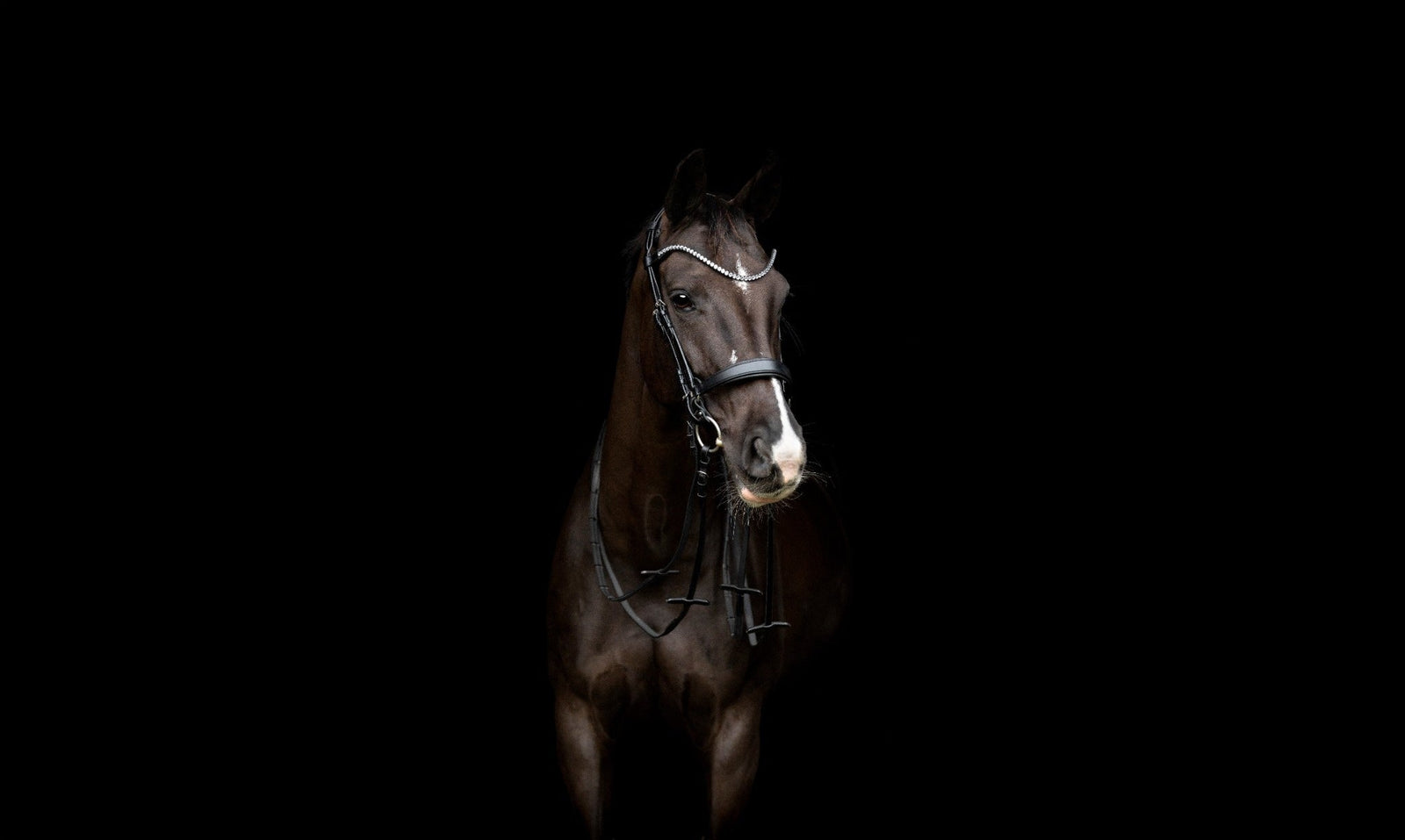 Catago Gentle Bridle: La testiera del futuro