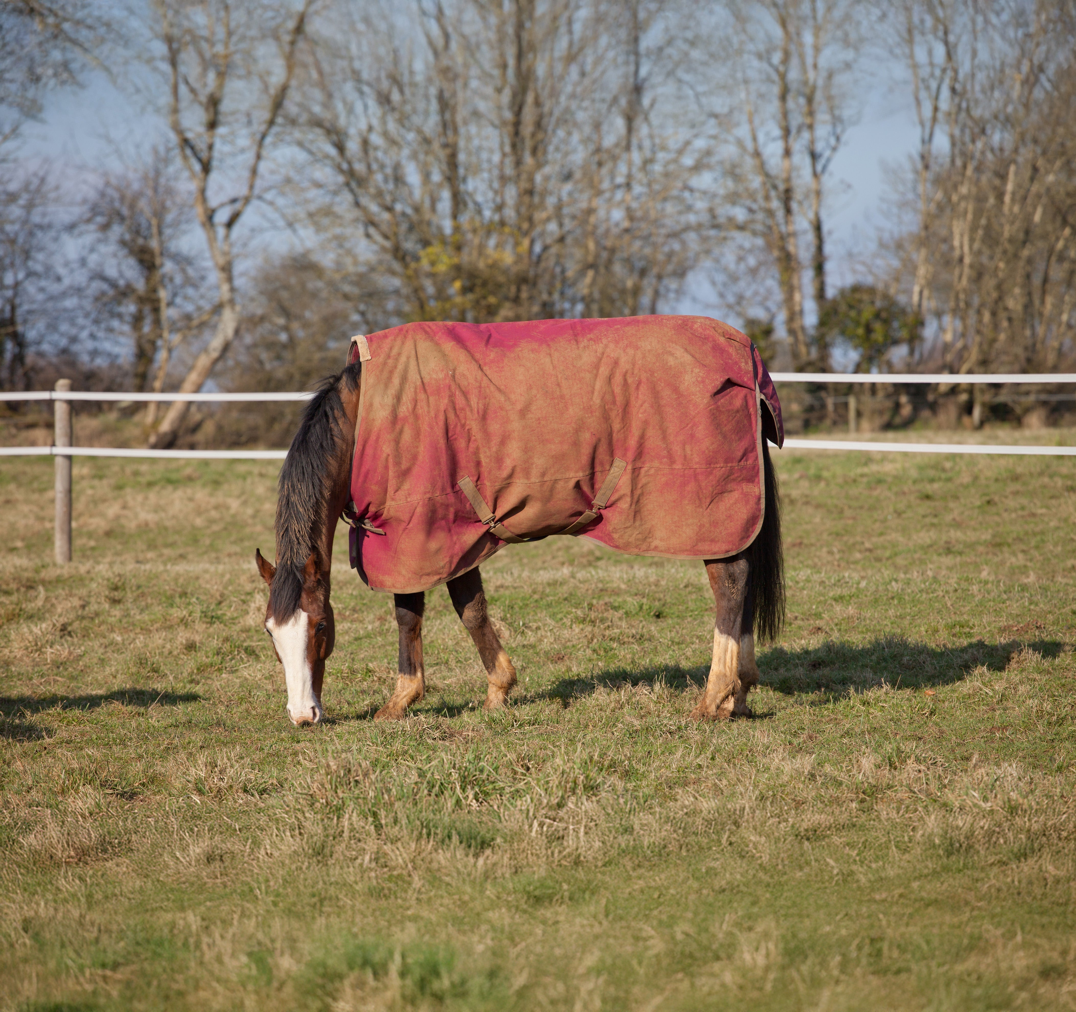 Come lavare una coperta per cavallo