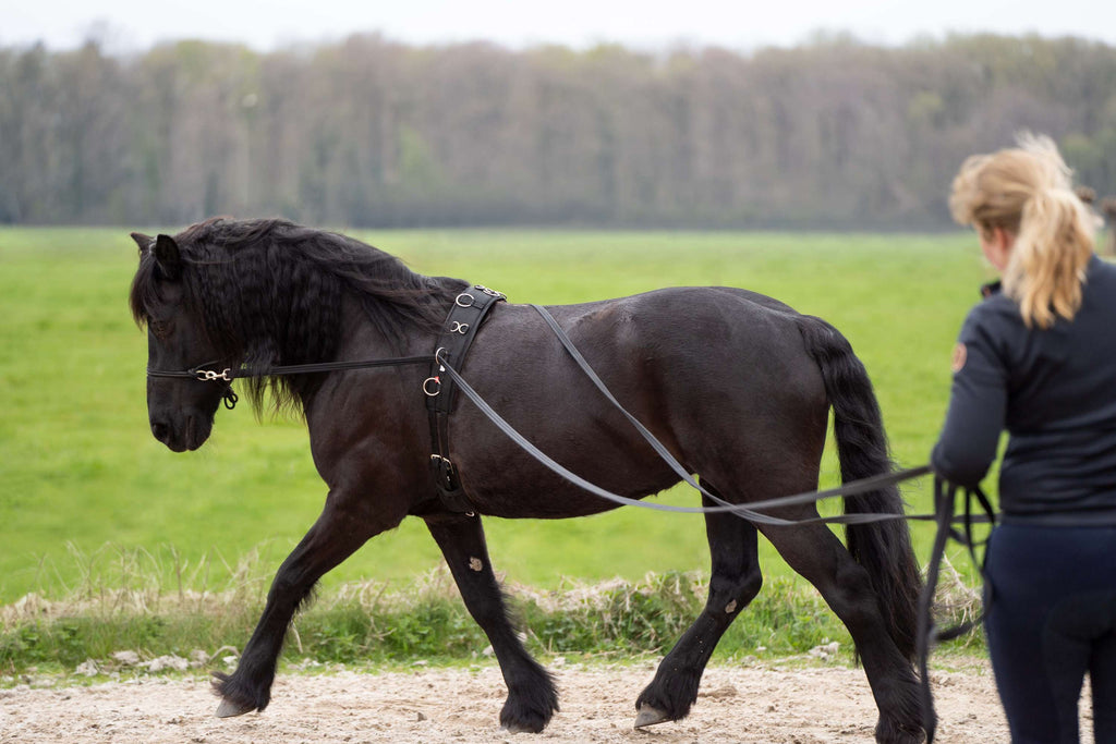 Imperial Riding Linee Lunghe IRHFree Ride Nero