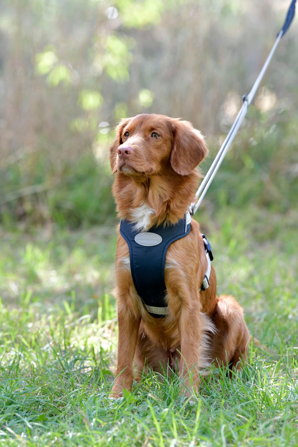 Weatherbeeta Pettorina per Cane Explorer
