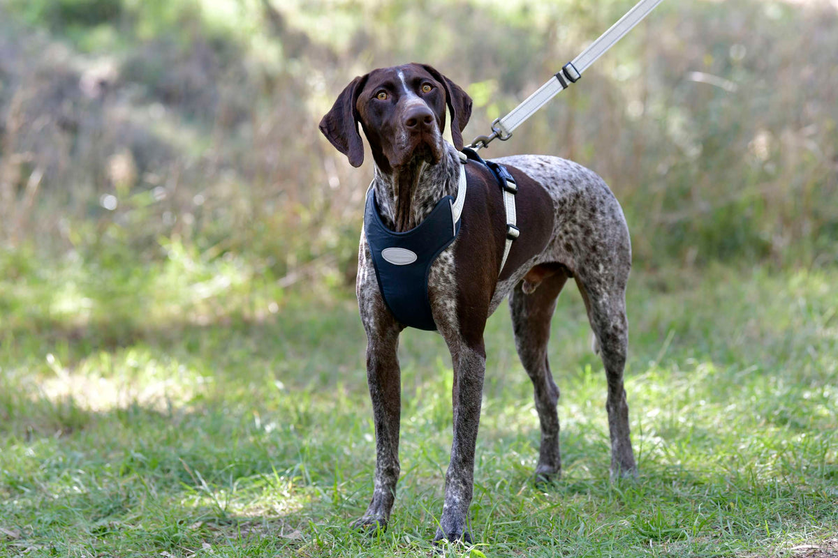 Weatherbeeta Pettorina per Cane Explorer