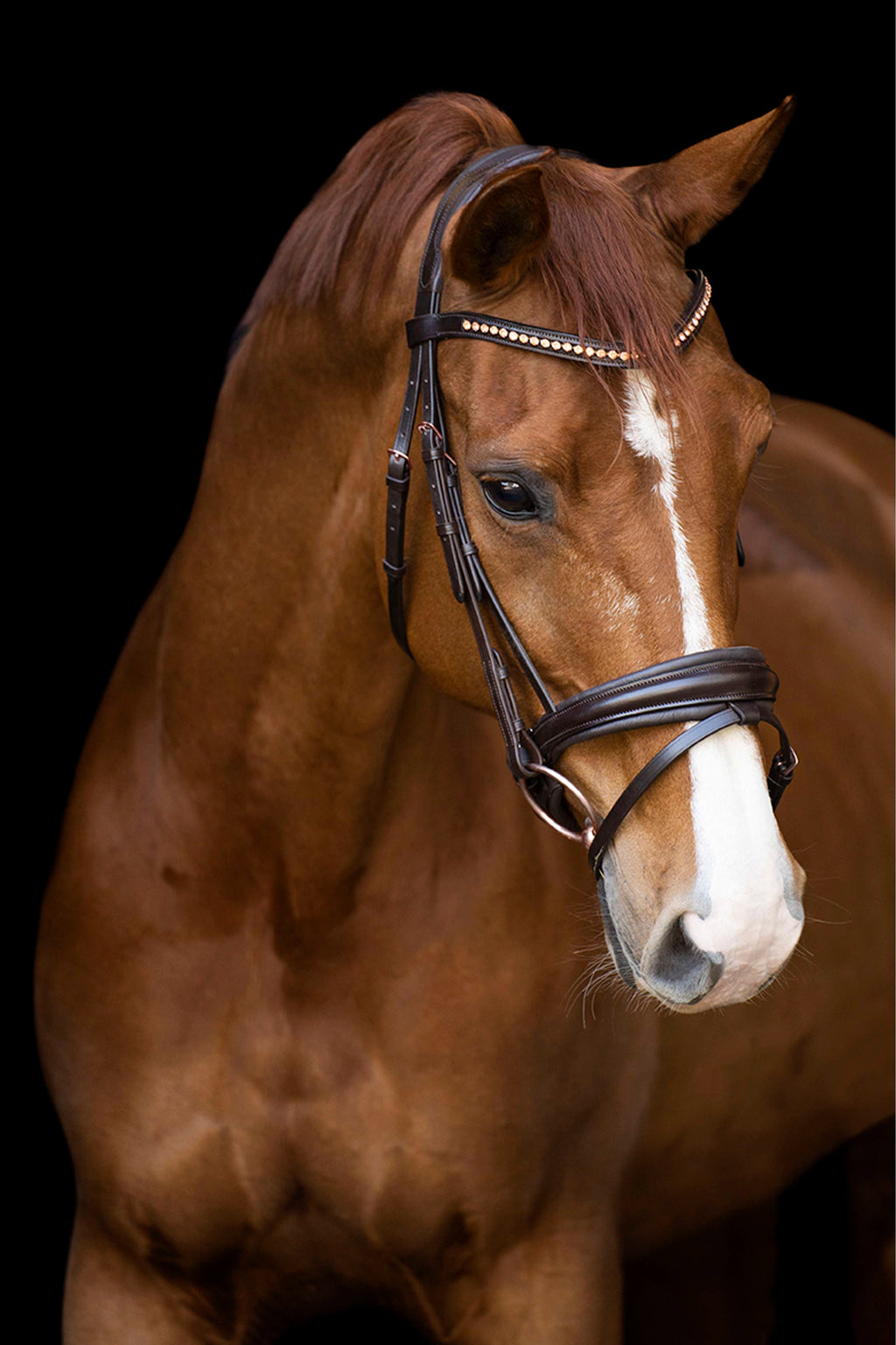 Imperial Riding Briglia IRHFria Trens Marrone